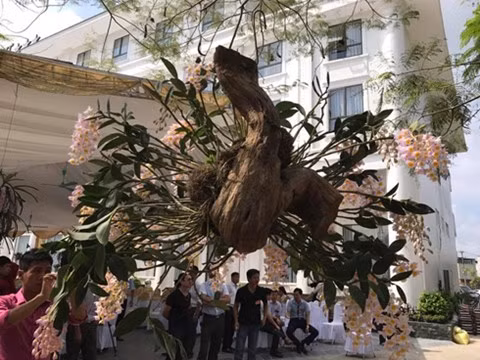 Giò lan được ghép vào 1 đoạn rễ gỗ nghiến rất bề thế.