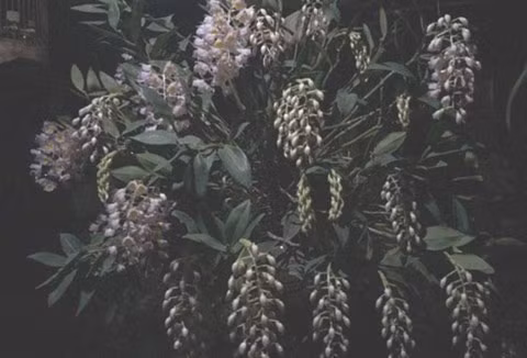 Giò lan được anh Trần Tuấn Anh (Trần Tuấn), người có biệt danh Vua lan Hà thành, "Hiệp sĩ tầm lan" thuần dưỡng được 3 năm, và ngày càng "khủng" hơn.