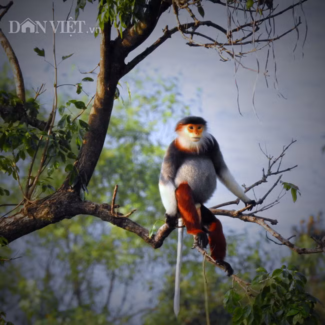 Ở Việt Nam, voọc chà vá chân nâu có rải rác vài nơi khác với số lượng ít như Nghệ An, Hà Tĩnh, Quảng Bình, Thừa Thiên - Huế... nhưng nhiều nhất là ở bán đảo Sơn Trà. Voọc chà vá chân nâu ở Sơn Trà được phát hiện từ năm 1969. Đến nay đã có nhiều đoàn nghiên cứu khảo sát thực địa để tìm hiểu sâu về loài linh trưởng quý hiếm này. Nhiều đoàn làm phim trong và ngoài nước cũng đã đến đây, vì vậy hình ảnh loài vọoc chà vá chân nâu tại núi Sơn Trà đã được thế giới biết đến.