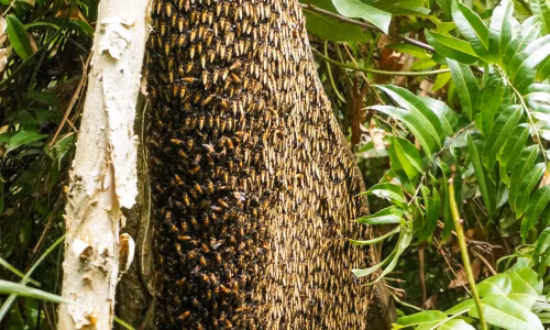 De nghi dua dan ong nuoi ra khoi rung U Minh Ha