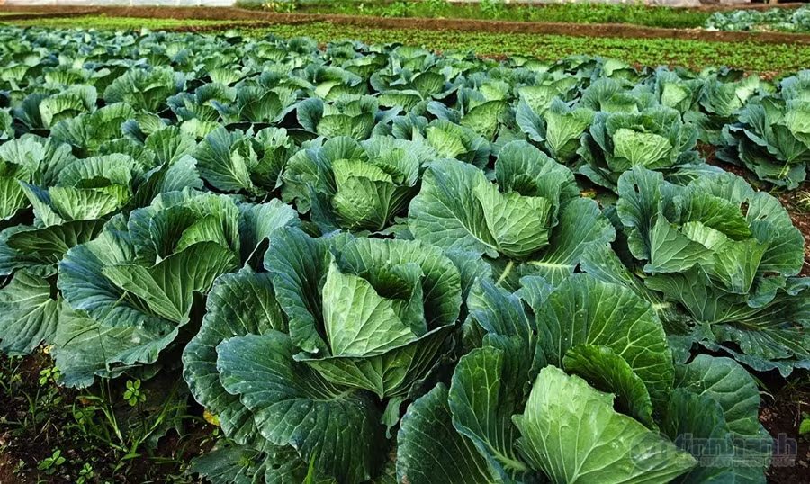 Với mặt hàng thực phẩm rau xanh, người tiêu dùng cũng không thể phân biệt được những cây rau mơn mởn kia đâu là rau sạch không có thuốc trừ sâu, không có dư chất tăng trưởng thực vật.