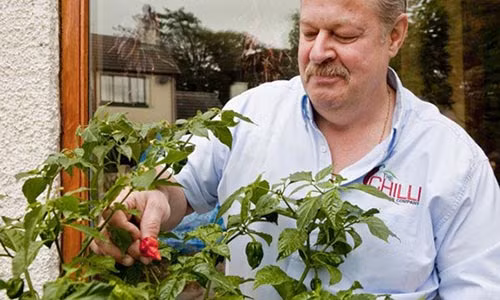 Can canh giong ot dat ky luc ve do cay