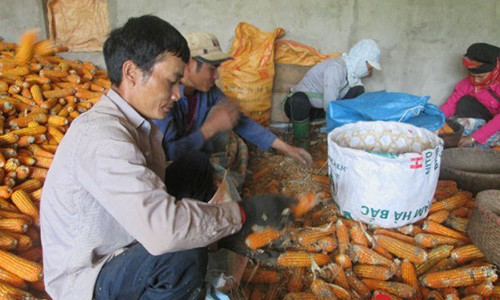 Son La Xot xa ban 1 kg ngo chua mua noi coc tra da