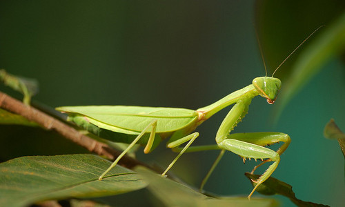Bài thuóc hay chũa các loại rói loạn tiẻu tiẹn