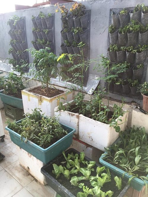 Túi trồng rau sạch đậm tính khoa học và hiện đại.