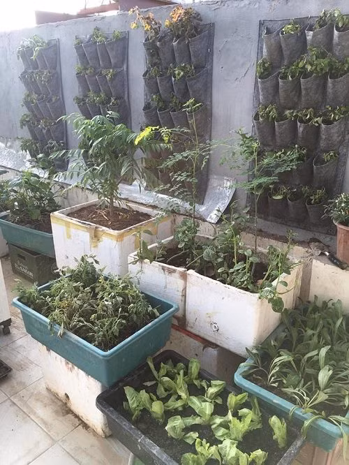 Túi trồng rau sạch đậm tính khoa học và hiện đại.