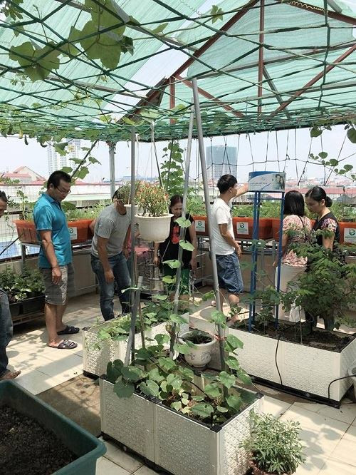 Nhiều người đam mê trồng rau sạch đến thăm quan khu vườn.