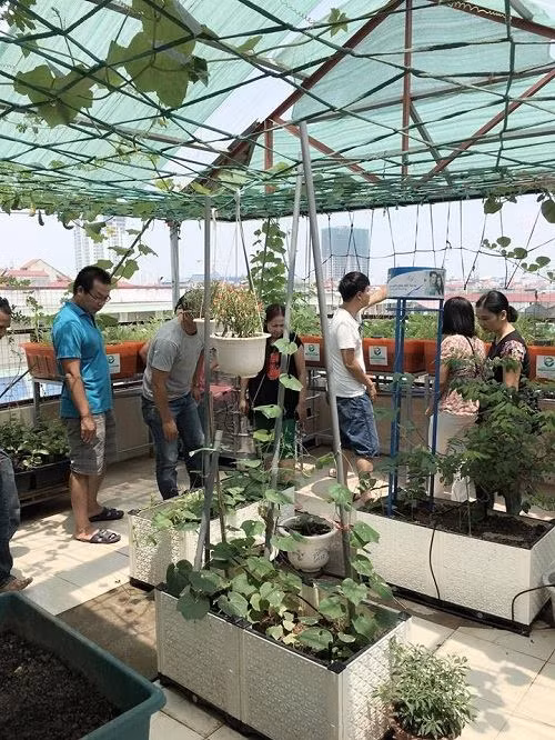 Nhiều người đam mê trồng rau sạch đến thăm quan khu vườn.