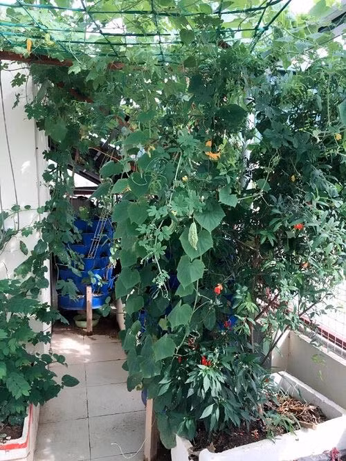 Giàn mướp xum xuê lá, che rợp 1 góc vườn.