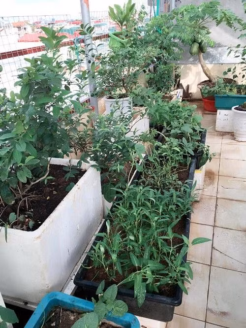 Khu vườn hội tụ đầy đủ các loại rau như: Rau muống, rau mồng tơi,...