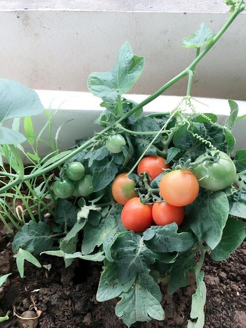 Trùm cà chua chín mọng nằm gọn trong lá.