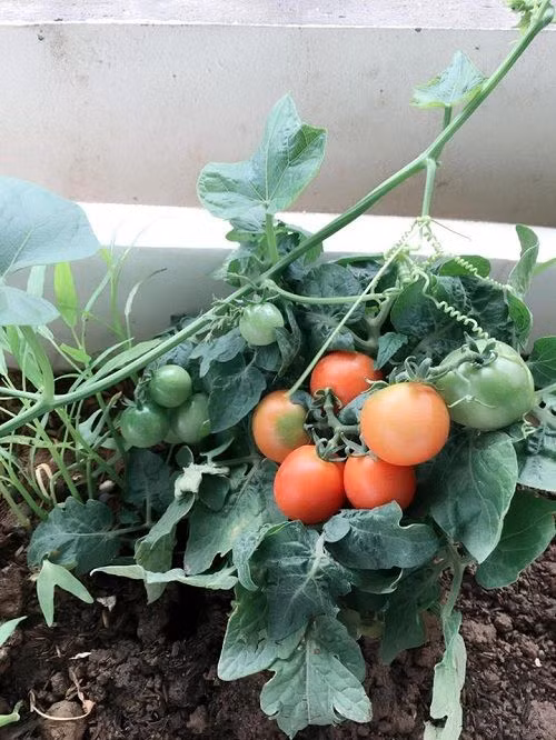 Trùm cà chua chín mọng nằm gọn trong lá.