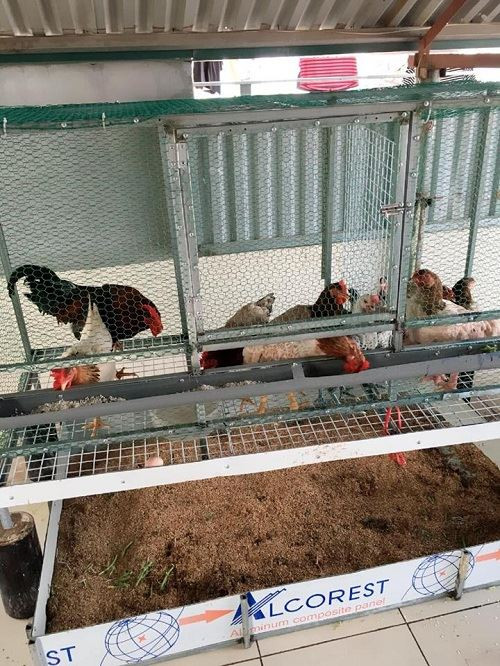 Gà sạch được nuôi trong lồng sắt và bố trí ngăn nắp.