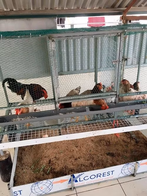 Gà sạch được nuôi trong lồng sắt và bố trí ngăn nắp.