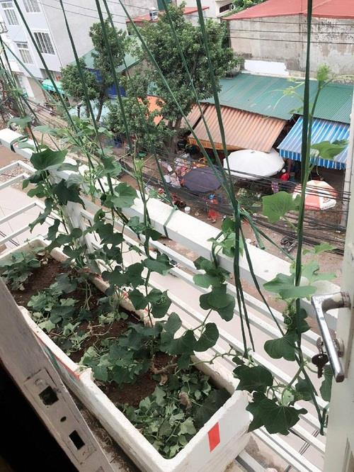 Giàn bầu, giàn bí từ trên cao nhìn xuống.