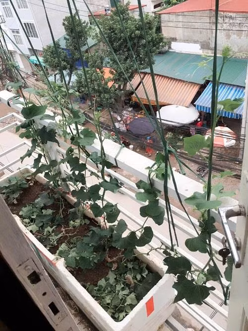 Giàn bầu, giàn bí từ trên cao nhìn xuống.