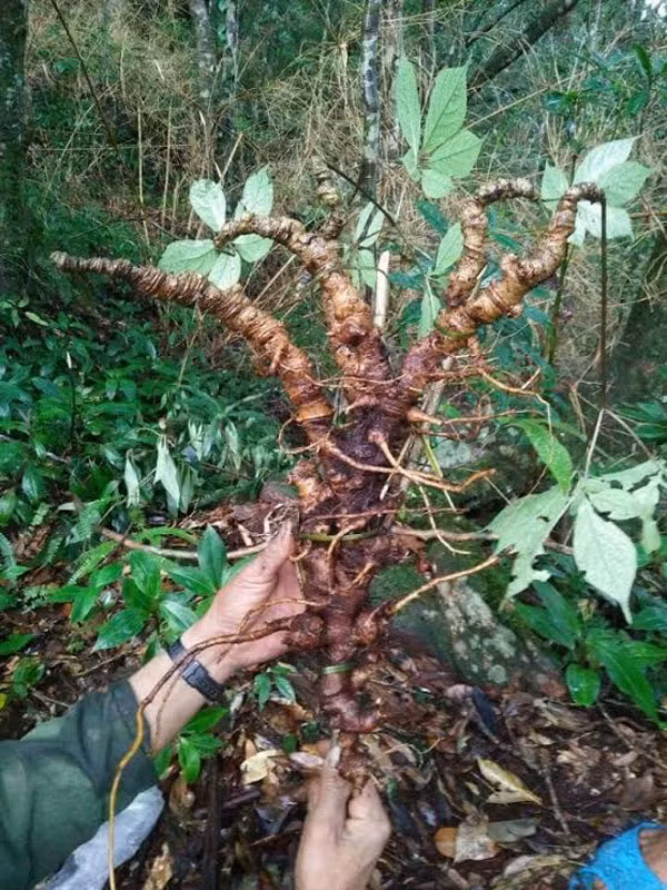 Điều ít người biết đến là việc cha con ông Hạnh đào được củ sâm “khủng” 150 tuổi, ngoài yếu tố may mắn còn có sự giúp sức của một cô gái “bí ẩn”. Cô gái này là bà chủ hàng tạp hóa xinh đẹp Nguyễn Thị Hồng Thương. Chính Thương đã tư vấn và hướng dẫn cho cha con ông Hạnh tiếp tục tìm kiếm củ sâm “khủng” vào ngày 23/6.