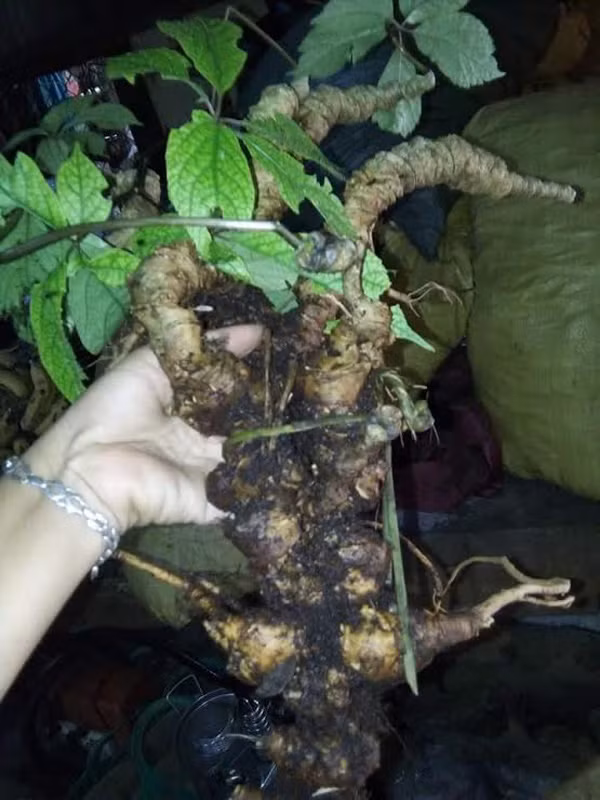 Theo lời ông Hạnh kể, trước đó gần một tuần, hai cha con ông lên khu vực rừng Ngọc Linh nằm phía sau nhà hơn 7 giờ đi bộ để tìm sâm. Sau hơn 1 ngày tìm kiếm đã phát hiện và đào được củ sâm Ngọc Linh tự nhiên nặng 50 gram, đem bán cho Thương với giá 1 triệu đồng.