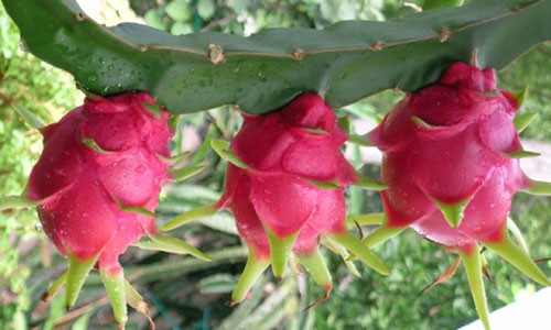 Nhung nguoi tuyet doi khong nen an thang long