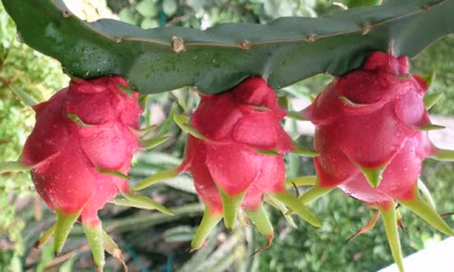 Nhung nguoi tuyet doi khong nen an thang long