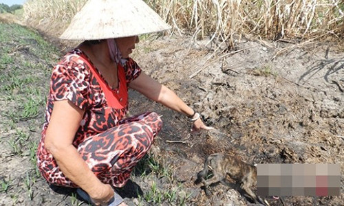 Ky la lao nong du bao cai chet tham cua minh tren canh dong