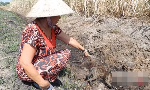 Ky la lao nong du bao cai chet tham cua minh tren canh dong