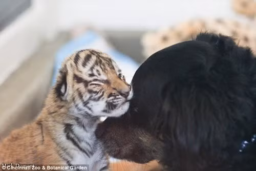 Kinh ngac chung kien cho gia nuoi duong chua son lam-Hinh-2