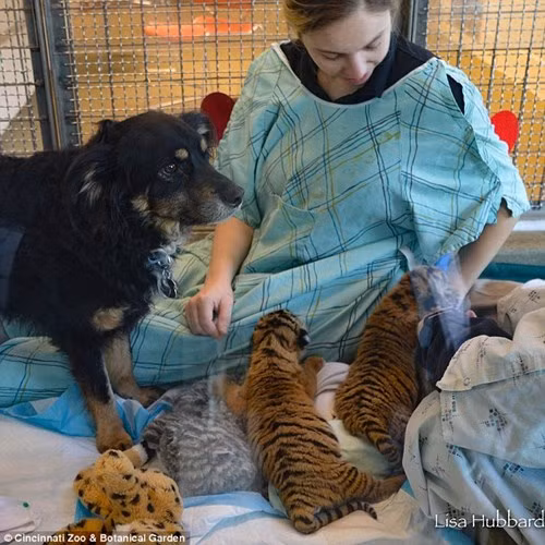 Kinh ngac chung kien cho gia nuoi duong chua son lam-Hinh-6