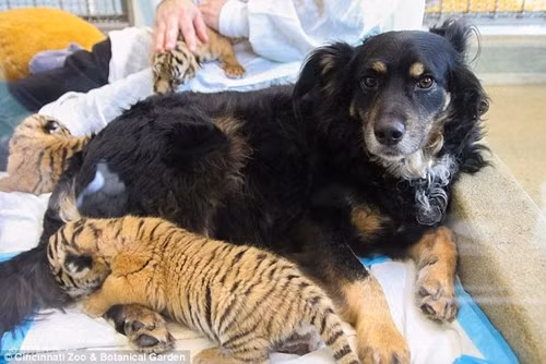 Kinh ngac chung kien cho gia nuoi duong chua son lam-Hinh-3