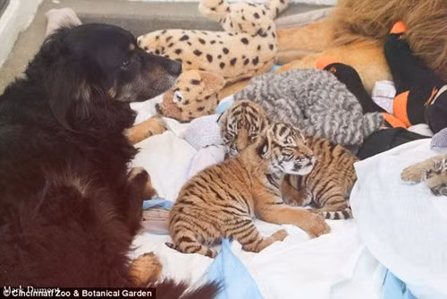 Kinh ngac chung kien cho gia nuoi duong chua son lam-Hinh-7