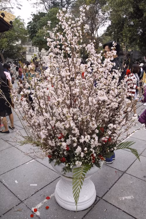 Tuy nhiên, sau hai ngày dầm mưa, hoa anh đào đã bắt đầu có dấu hiệu héo úa.