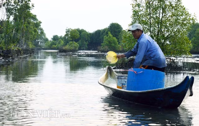 Từ tờ mờ sáng, nông dân đã rải thuốc cá để kịp đem cá ra chợ bán vào buổi sáng.