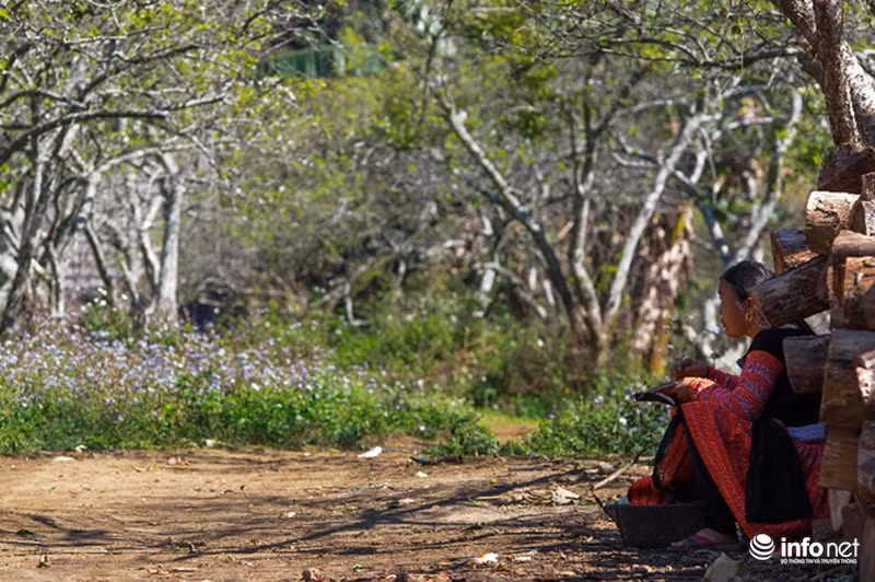 Vốn là loại hoa rất đặc trưng của Mộc Châu, hoa mận chỉ chọn đúng thời điểm giao giữa 2 mùa Đông - Xuân để nở, thường thì khi tiết trời trở nên ấm áp hơn đôi chút, khoảng từ cuối tháng 1 đến gần hết tháng 2 dương lịch thì hoa mận mới bắt đầu nảy mầm, đơm hoa. Những vườn mận còn hoa đến cuối tháng 2 chớm sang đầu tháng 3 được coi là những vườn hoa nở muộn.