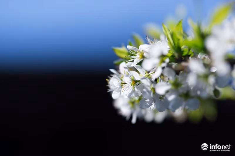 Sau thời gian cùng bừng nở, hoa mận sẽ kết thành trái. Mùa thu hoạch trái mận thường là khoảng cuối tháng tư.