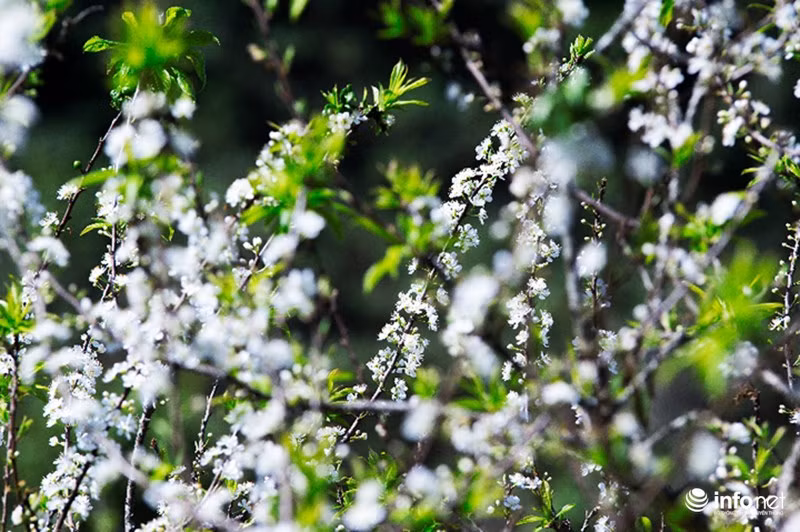 Thời gian hoa nở rộ cũng chỉ có chu kỳ, kéo dài từ 2-3 tuần rồi tàn, chỉ cần một cơn gió mạnh thoảng qua cũng dễ cuốn bay theo những cánh hoa vào không trung.