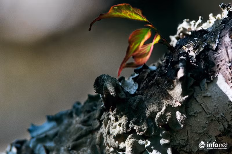 Thân cây mận sần sùi tương ứng với số tuổi của cây, vỏ cây càng sần sùi thì càng tạo nên vẻ đẹp tự nhiên của cây mận.