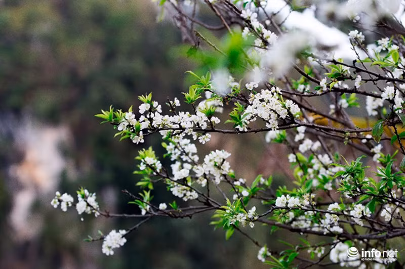 Hoa mận nếu thoạt nhìn sẽ có cảm giác hơi giống với hoa đào rừng...