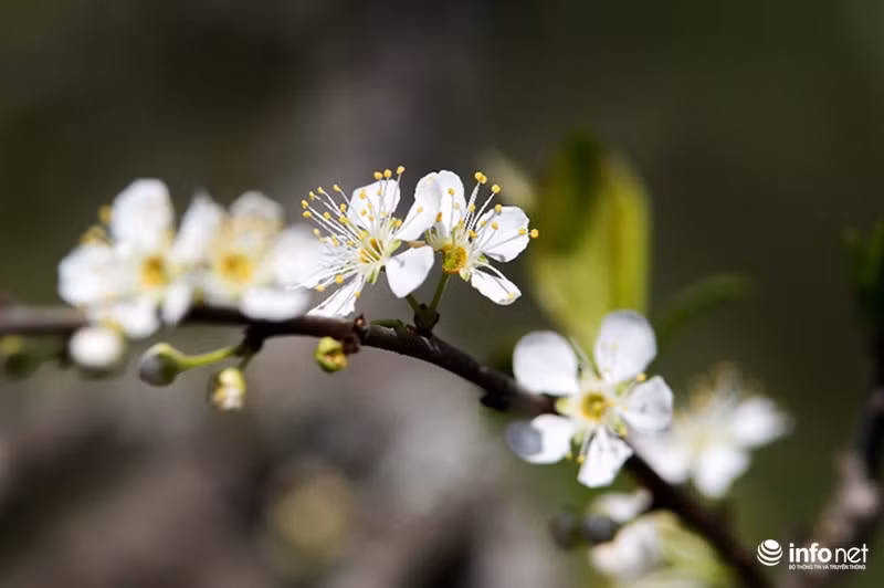 Thế nên, hoa mận được ví như một thiếu nữ Tây Bắc đang ở độ xuân sắc, mong manh, nhẹ nhàng mà khó chạm đến...