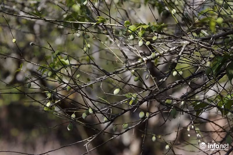 Năm nay, hoa mận nở lác đác khá sớm từ trong năm, chính vì thế, đến thăm những vườn mận Mộc Châu khoảng cuối tháng 2 chớm đầu tháng 3 - bạn không chỉ được ngắm những bông mận, vườn mận bung nốt sắc trắng cuối mùa....
