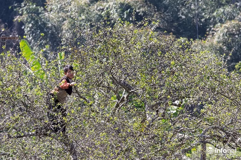 Những em bé người Mông thường nô đùa trên những cây mận vào mỗi dịp trổ hoa.