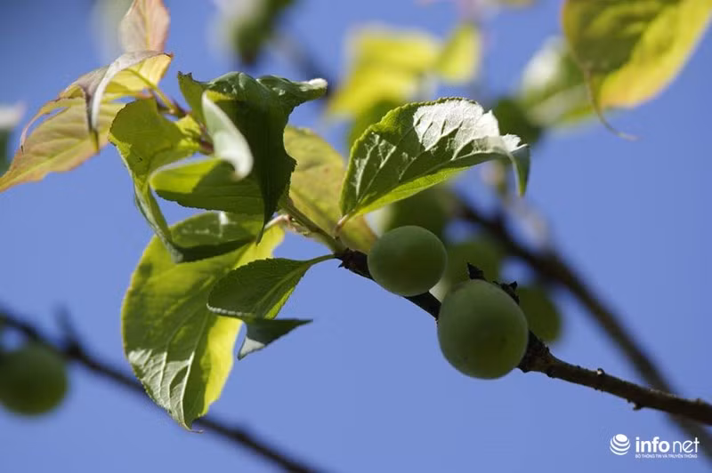 Mà còn được thỏa sức chiêm ngưỡng và chụp ảnh những trái mận non mướt sức sống trên những cành tơ, xen giữa màu hoa mận trắng còn sót lại.