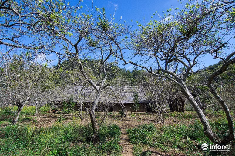 Năm nay, nhiệt độ trung bình khá ấm nên hoa mận nở sớm. Hoa mận thường mọc san sát nhau trên diện tích rộng lớn nên vào đúng thời điểm cả một đồi hoa như khoác thêm một chiếc áo mới tinh khôi trong nên trời xanh thẳm.