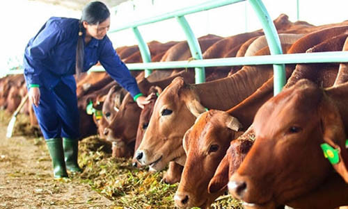 Từ sản xuất gỗ, kinh doanh bất động sản, HAG chuyển hướng sang chăn nuôi. (Trong ảnh: Trang trại bò công nghệ cao của HAG)