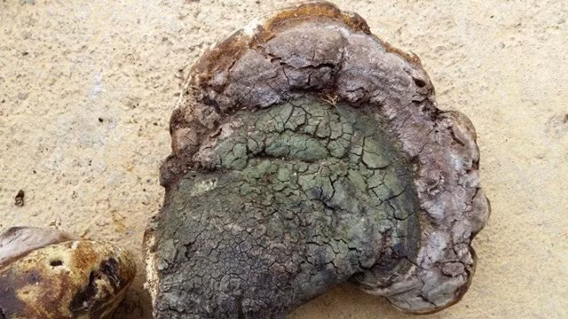 Do xo mua nam u 1 trieu/kg: Than duoc chua ung thu?-Hinh-2