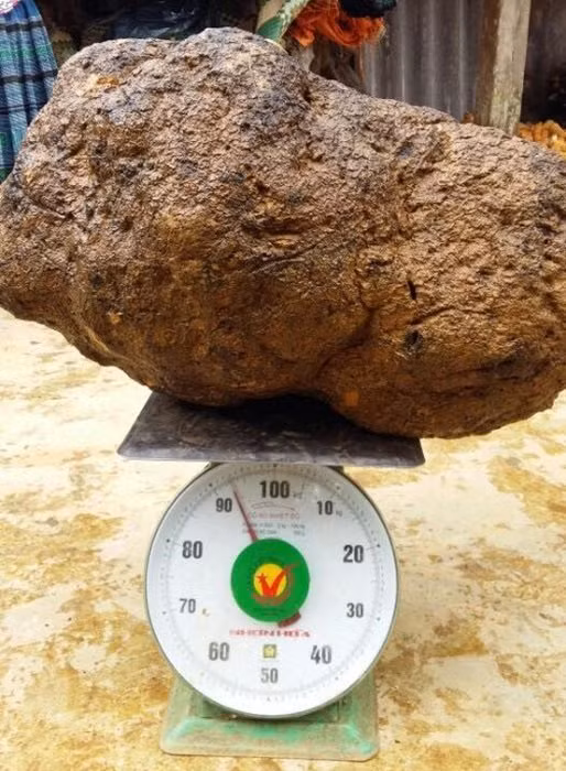 Do xo mua nam u 1 trieu/kg: Than duoc chua ung thu?