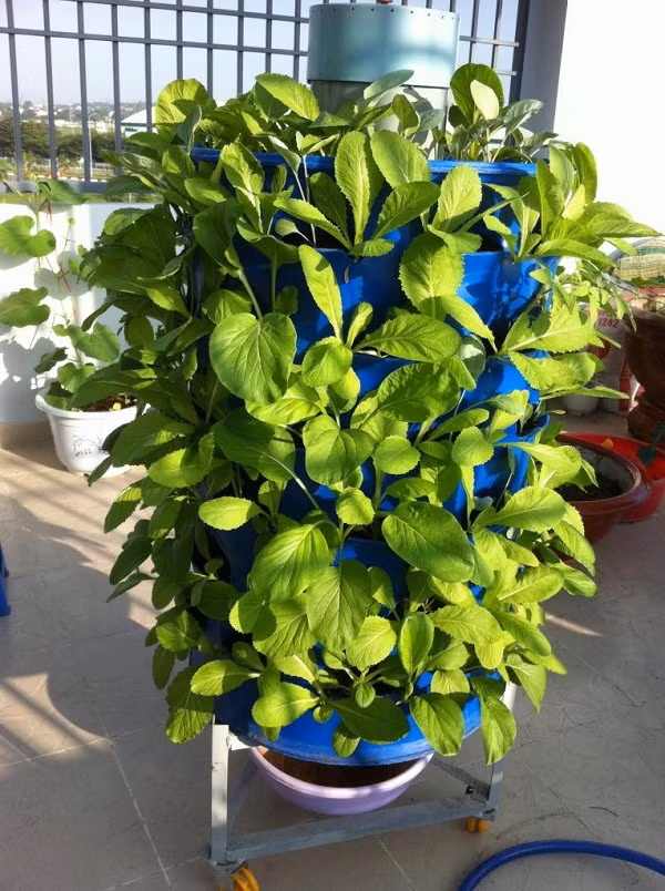 Tháp trồng rau là mô hình khá phù hợp với những không gian chật hẹp muốn tăng thêm diện tích trồng rau. Với số lượng mắt nhiều, bạn có thể trồng được nhiều loại cây, rau. Rác hữu cơ ở ống nhựa cũng sẽ giúp bạn không mất nhiều công bón phân. Nếu chăm sóc tốt, trồng rau trong 3 tháp cũng sẽ giúp mọi người thu hoạch được khoảng 15 đến 20kg rau các loại.