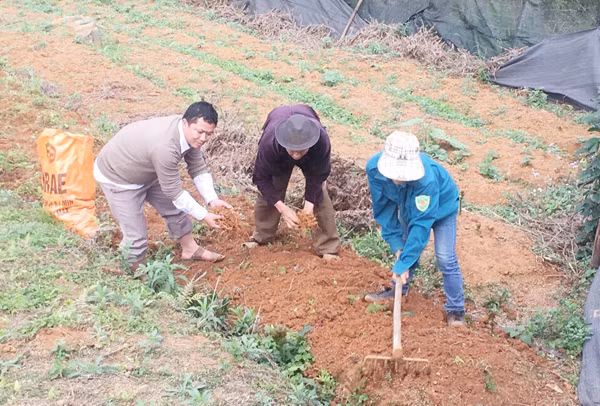 O lung chung troi, moi ha duoc lieu thu ve hon 1 ty