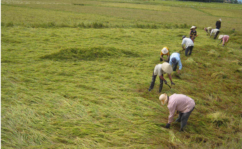 Ong nong dan sang che may thu hoach lua-Hinh-2