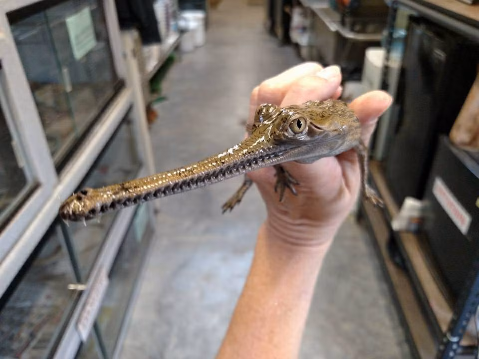 Chia sẻ thêm về loài cá kì lạ này, anh Ken Trần cho hay: “Loài cá này có xuất xứ từ Ấn Độ. Trên thế giới đã từng phát hiện một số con rất lớn có mõm dài đến 7m, cân nặng lên đến trên dưới 3 tạ. Tuy nhiên, hiện mặt hàng khủng này không còn mà chỉ có các con có kích thước nhỏ trên dưới 60cm” – anh Ken khẳng định.