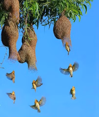 Chim mái có loại tổ riêng, kín đáo còn tổ của chim trống thì thông thoáng, cẩu thả hơn.Tổ chim dòng dọc mái trông như những chiếc túi hình chuông, bên hông phình ra, nối liền với một cái ống tròn, phồng lên như ống tay áo của các chị, dài vài ba tấc, buông thõng, hướng xuống phía mặt đất làm cái “cửa” có một không hai, để chim dễ dàng chui ra chui vào đẻ rồi ấp trứng, nuôi con…